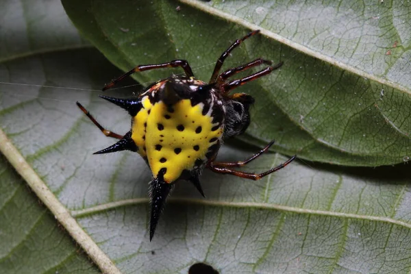 Spider in Thailand National Park