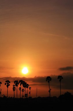 Şeker palmiyesi Sabah güneşiyle