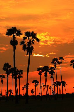 Şeker palmiyesi Sabah güneşiyle