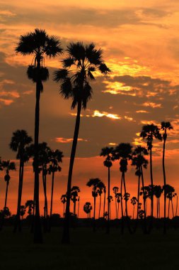 Şeker palmiyesi Sabah güneşiyle