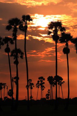 Şeker palmiyesi Sabah güneşiyle