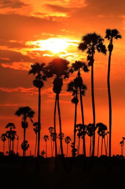 Şeker palmiyesi Sabah güneşiyle