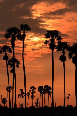 Şeker palmiyesi Sabah güneşiyle