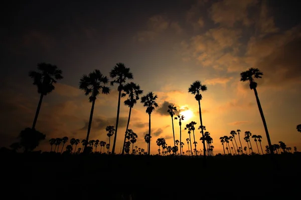 sugar palm With the morning sunrise