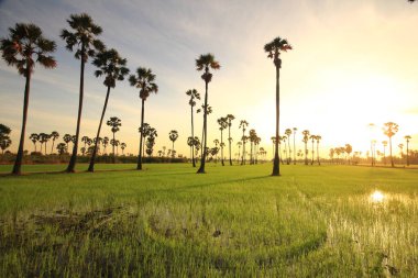 Sabah pirinç tarlasının ortasında şeker palmiyesi