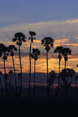 Sabah pirinç tarlasının ortasında şeker palmiyesi