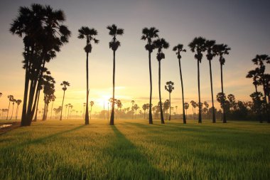 Sabah pirinç tarlasının ortasında şeker palmiyesi