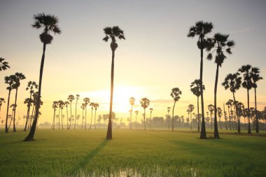 Sabah pirinç tarlasının ortasında şeker palmiyesi