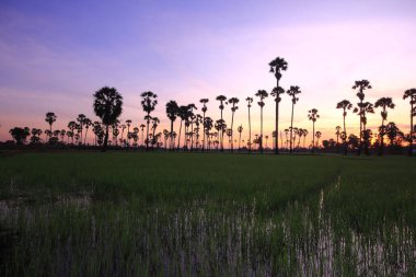 Sabah pirinç tarlasının ortasında şeker palmiyesi