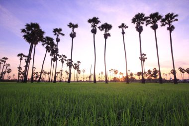 Sabah pirinç tarlasının ortasında şeker palmiyesi