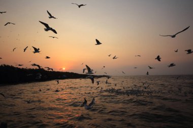 Sabah güneşi doğar ve martılar gökyüzünde uçar..