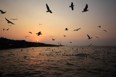 Sabah güneşi doğar ve martılar gökyüzünde uçar..