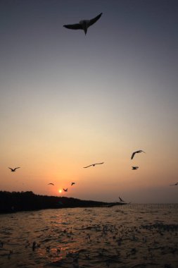 Sabah güneşi doğar ve martılar gökyüzünde uçar..