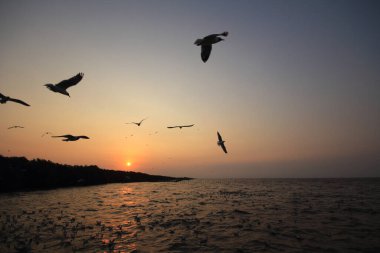 Sabah güneşi doğar ve martılar gökyüzünde uçar..