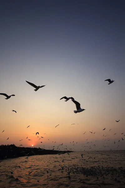 Morning sun rises and the seagulls fly in the sky.