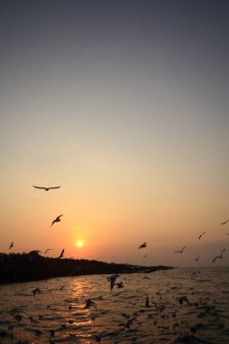 Sabah güneşi doğar ve martılar gökyüzünde uçar..