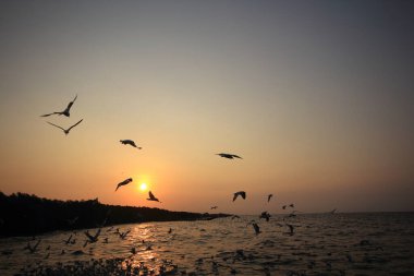 Sabah güneşi doğar ve martılar gökyüzünde uçar..