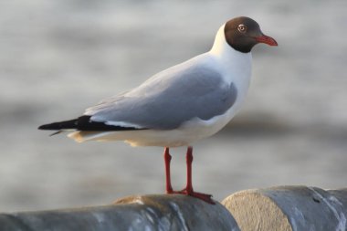 Bang Pu, Tayland 'da martı.