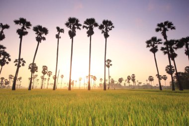 Şafak vakti ve tarlalarda palmiye ağaçları