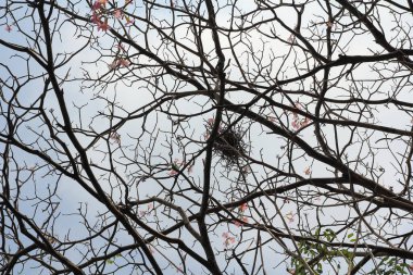 Bahçedeki kuru dallar