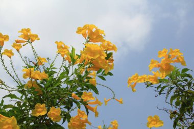 Sarı çiçekler ve gökyüzü