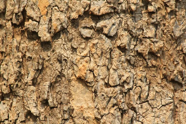 Bark Big Tree — Stock Photo, Image