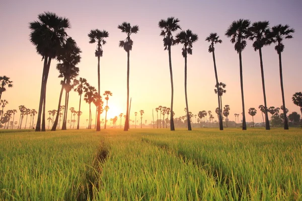 Morning Sunrise Palm Trees Fields — Stock Photo, Image