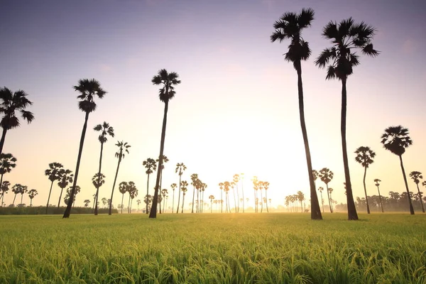 Morning sunrise And palm trees in the fields