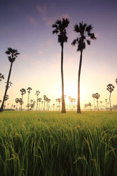 Morgendlicher Sonnenaufgang Und Palmen Auf Den Feldern — Stockfoto