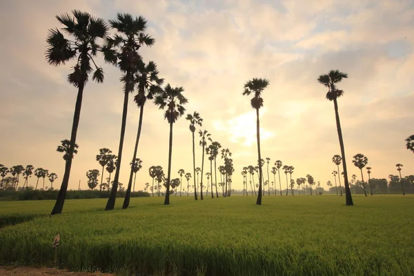 Morgendlicher Sonnenaufgang Und Palmen Auf Den Feldern — Stockfoto