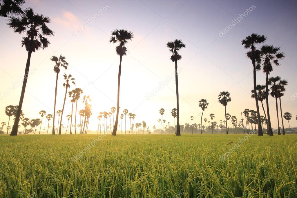 Morning sunrise And palm trees in the fields