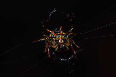 Parktaki örümcek, Tayland