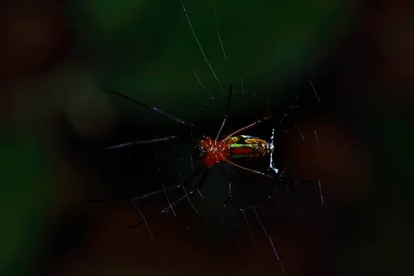 タイの公園のクモ — ストック写真