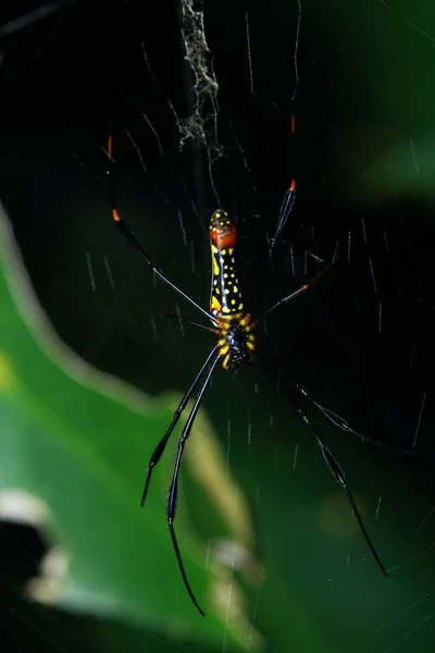 Araña Parque Tailandia — Foto de Stock