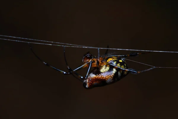 Spinne Park Thailand — Stockfoto