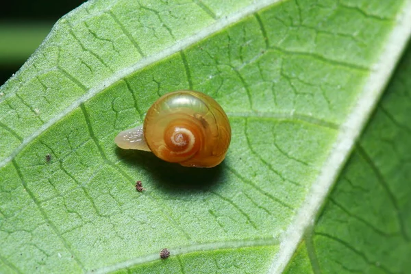 Schnecke Auf Dem Blatt Wald — Stockfoto