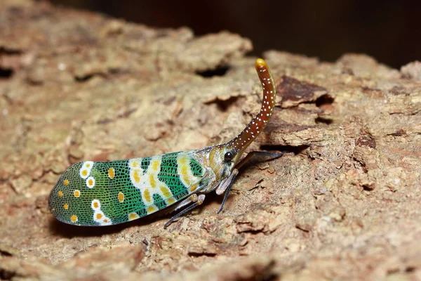 Candelaria Pyrops Sugli Alberi Nella Foresta — Foto Stock