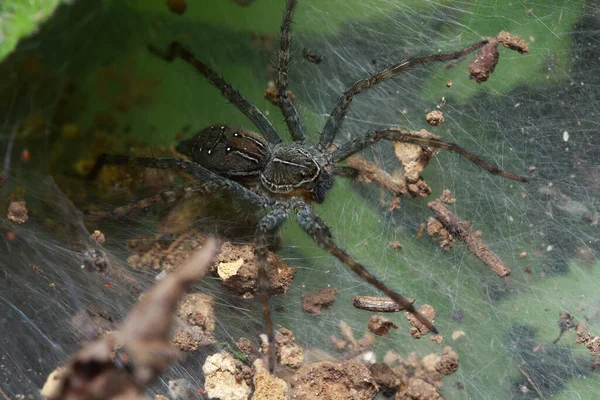 Araña Parque Tailandia — Foto de Stock