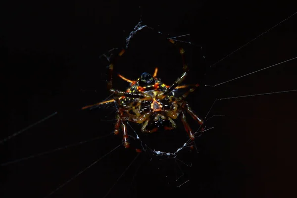 Araña Parque Tailandia — Foto de Stock