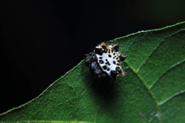 Araña Parque Tailandia — Foto de Stock