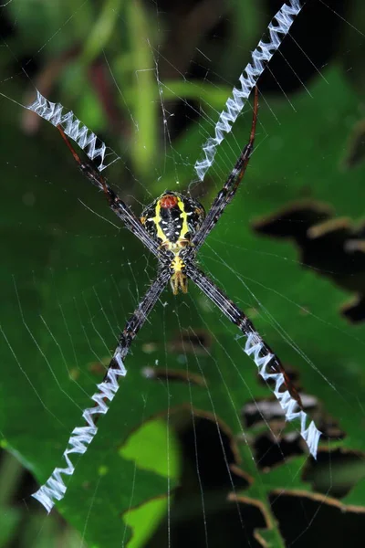 Spider Park Thailand — Stock Photo, Image