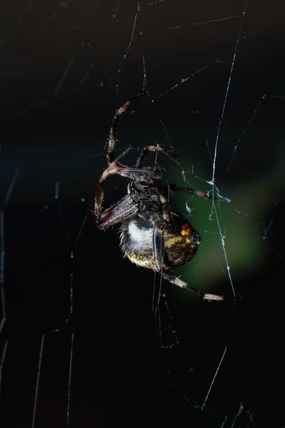 Parktaki Örümcek Tayland — Stok fotoğraf