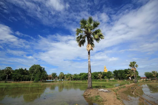 Sky Temple Campos Arroz Tailandia —  Fotos de Stock