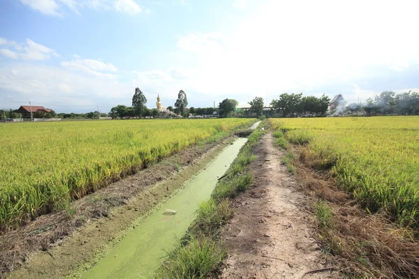 Sky Temple Rice Fields Tajlandii — Zdjęcie stockowe