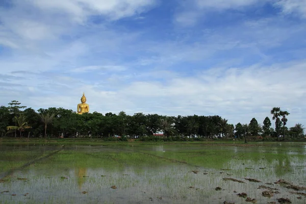 Sky Temple Rice Fields Thaiföldön — Stock Fotó