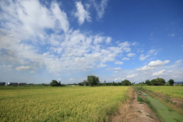 Campos Cielo Arroz Tailandia —  Fotos de Stock