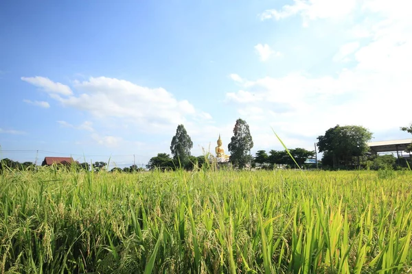 Himmelstempel Und Reisfelder Thailand — Stockfoto