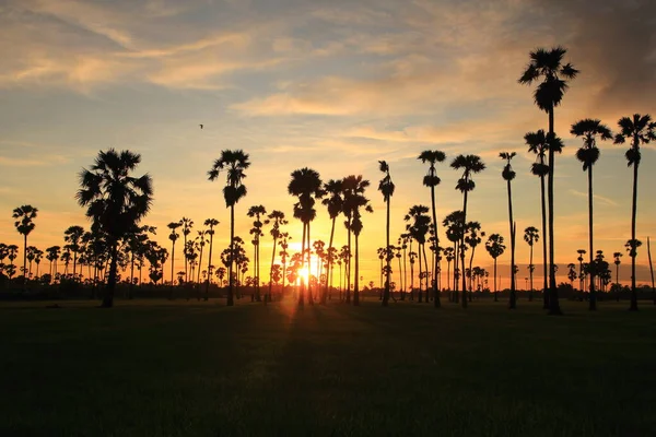 Fields Sky Palm Trees — Fotografia de Stock