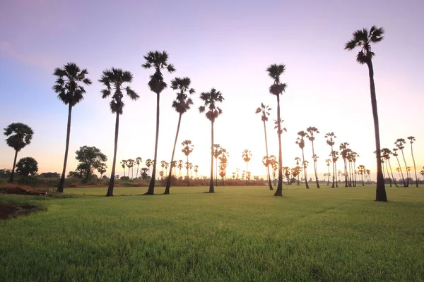 Fields Sky Palm Trees — Fotografia de Stock