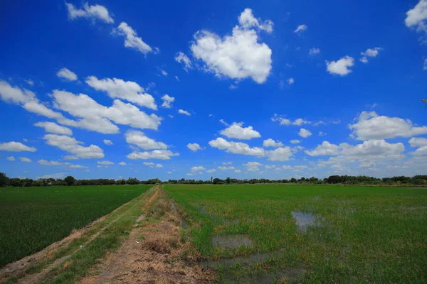 Campi Cieli Sereni — Foto Stock